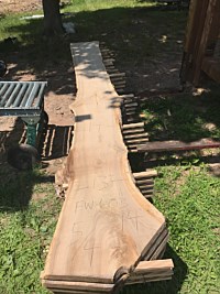 English Walnut